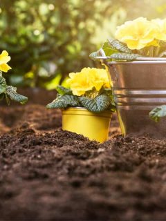 Farmer's hand planting flowers in soil, 11 Great Plants for Clay Soil and Full Sun