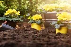 Farmer's hand planting flowers in soil, 11 Great Plants for Clay Soil and Full Sun