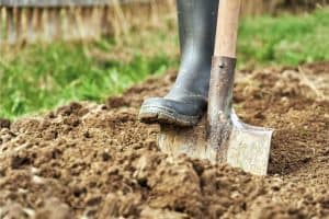 Foot wearing a rubber boot digging an earth with a spade in a garden for planting vegetables. 11 Great Plants For Clay Soil With Poor Drainage