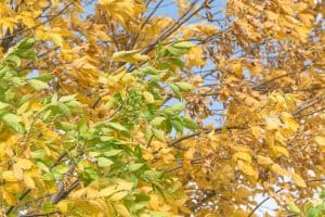 Read more about the article Cedar Elm Tree: Pros And Cons