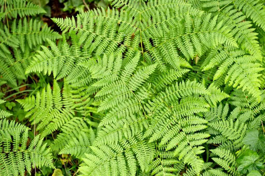 Fresh fronds of lady fern in the woods. Shot with a Nikon D3S for excellent image quality.