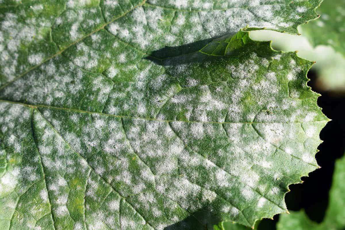 Fungal disease powdery mildew on zucchini foliage