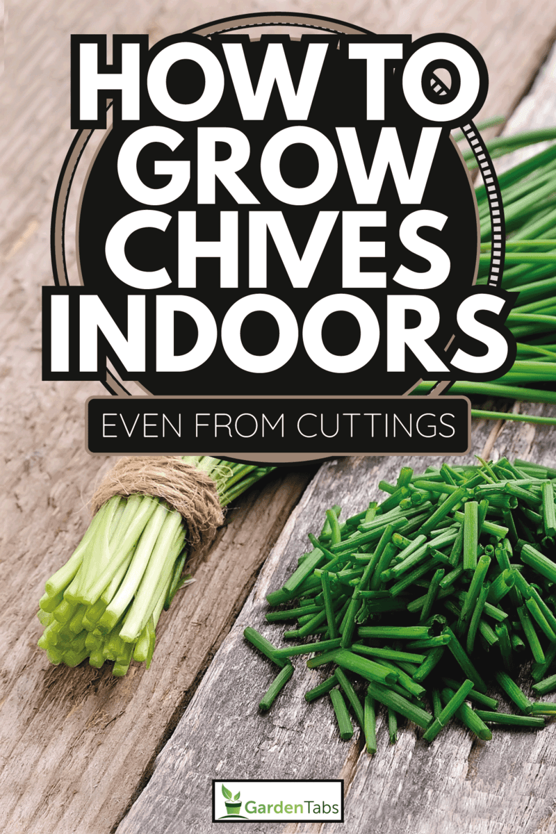 Green onions on a wooden board. How To Grow Chives Indoors [Even From Cuttings]