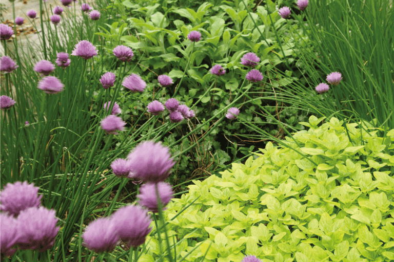 Herb garden with golden marjoram in the foreground, chive flowers and sage. How To Grow Chives Indoors [Even From Cuttings]