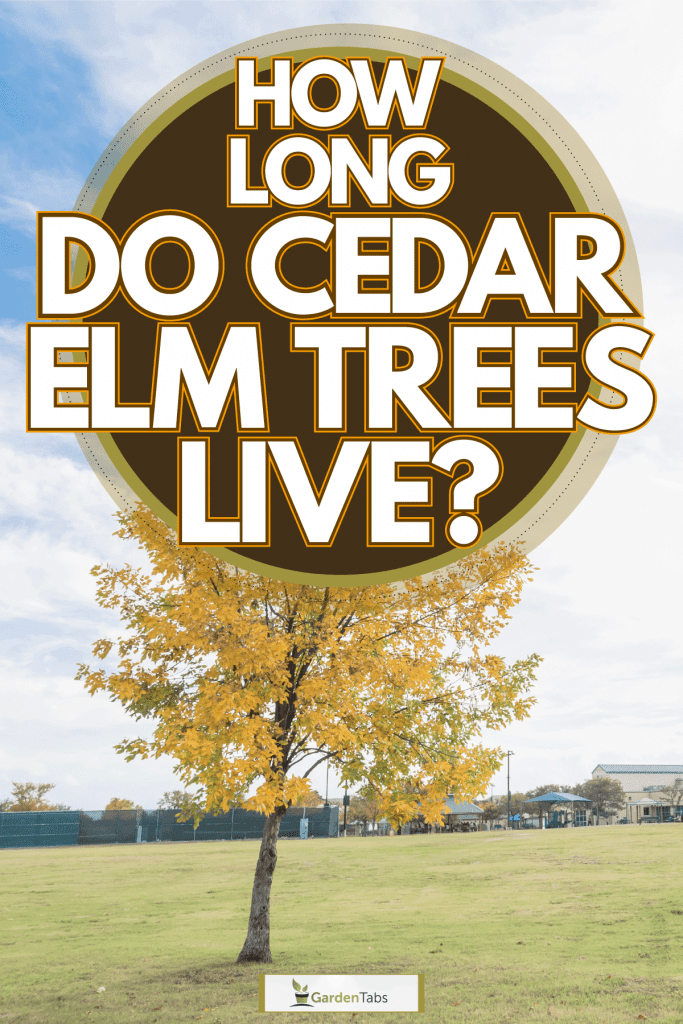A lone and tall yellow leaf cedar elm tree, How Long Do Cedar Elm Trees Live?