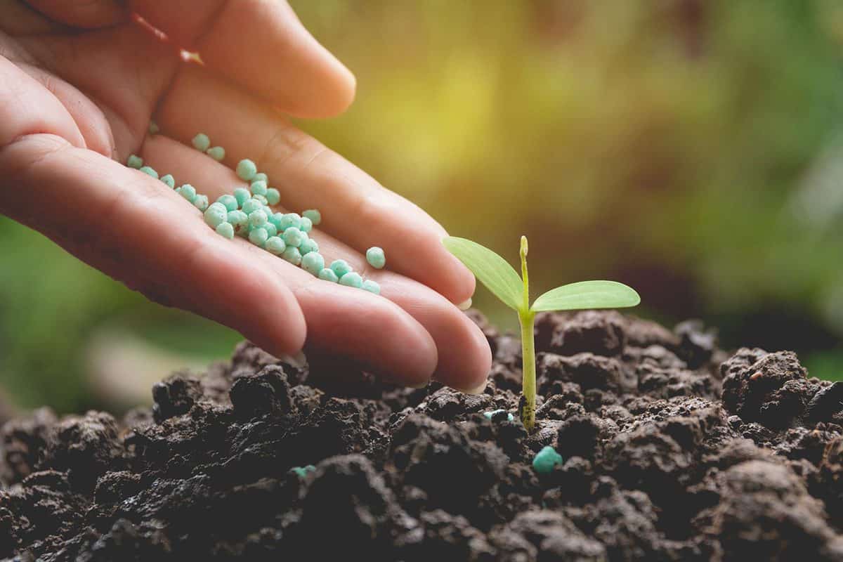Human hand apply fertilizer young tree