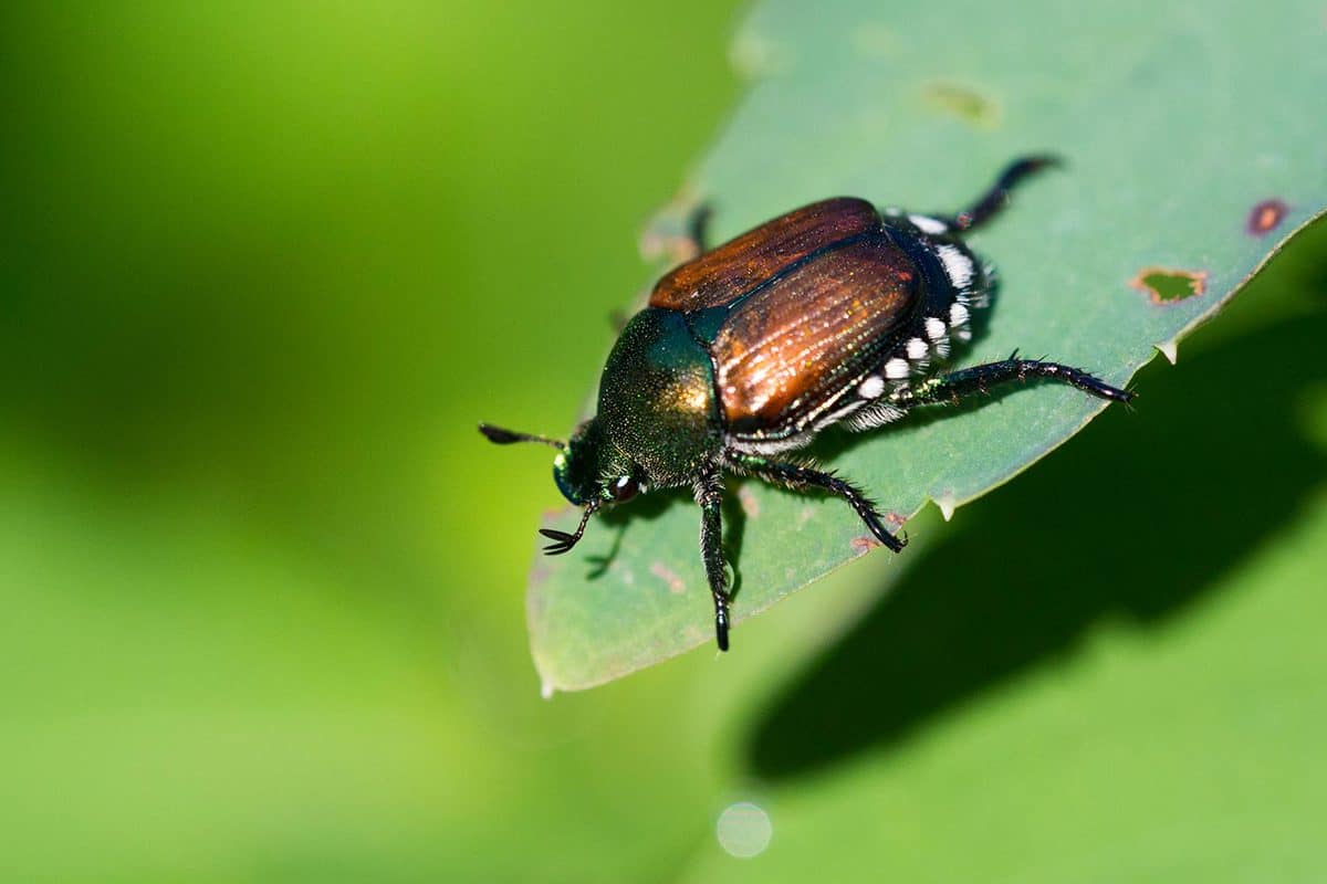 Japanese beetle in the leaf