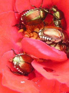 Japanese beetles in a red rose, How To Get Rid Of Japanese Beetles On Roses