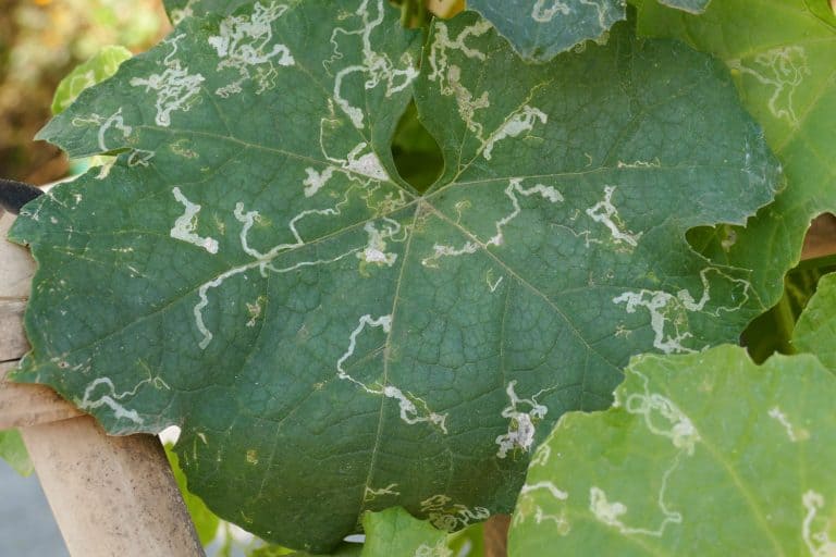 Leaf miner insects eating away the leaves of a squash, 12 Types Of Leaf Miner Insects That Could Be In Your Garden