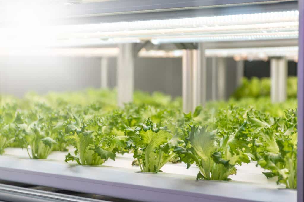 Lettuce grown in an indoor hydroponic garden
