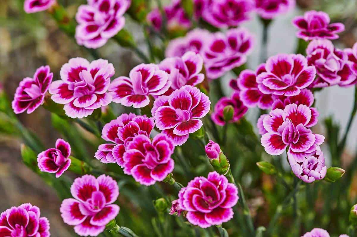 Macro shot of vibrant pink carnations in the garden