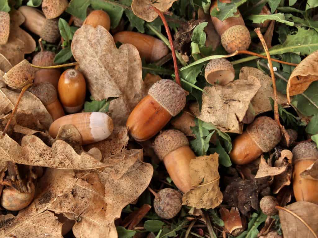 Oak acorns and leaves on the ground, taken in central Serbia