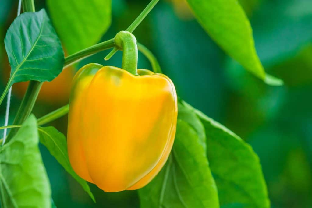 Orange bell pepper in a Dutch greenhouse