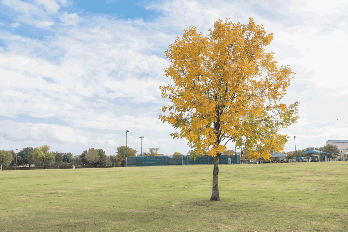 Panorama view beautiful Texas Cedar Elm tree in urban park in Fall season. Stunning yellow fall foliage color