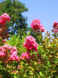 Pink crepe myrtle flowers in the garden, How Much Sun Does A Crepe Myrtle Need?
