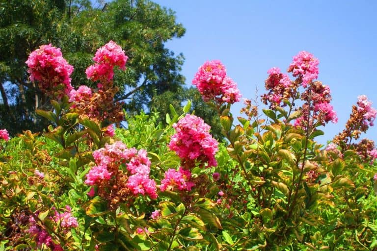 Pink crepe myrtle flowers in the garden, How Much Sun Does A Crepe Myrtle Need?