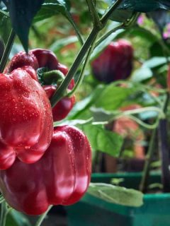 Red and green bell peppers growing in a greenhouse. Home agricultural activity during covid-19 social distancing, How To Grow Bell Peppers Indoors [Inc. From Scraps]