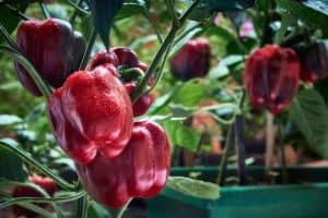 Read more about the article How To Grow Bell Peppers Indoors [Inc. From Scraps]