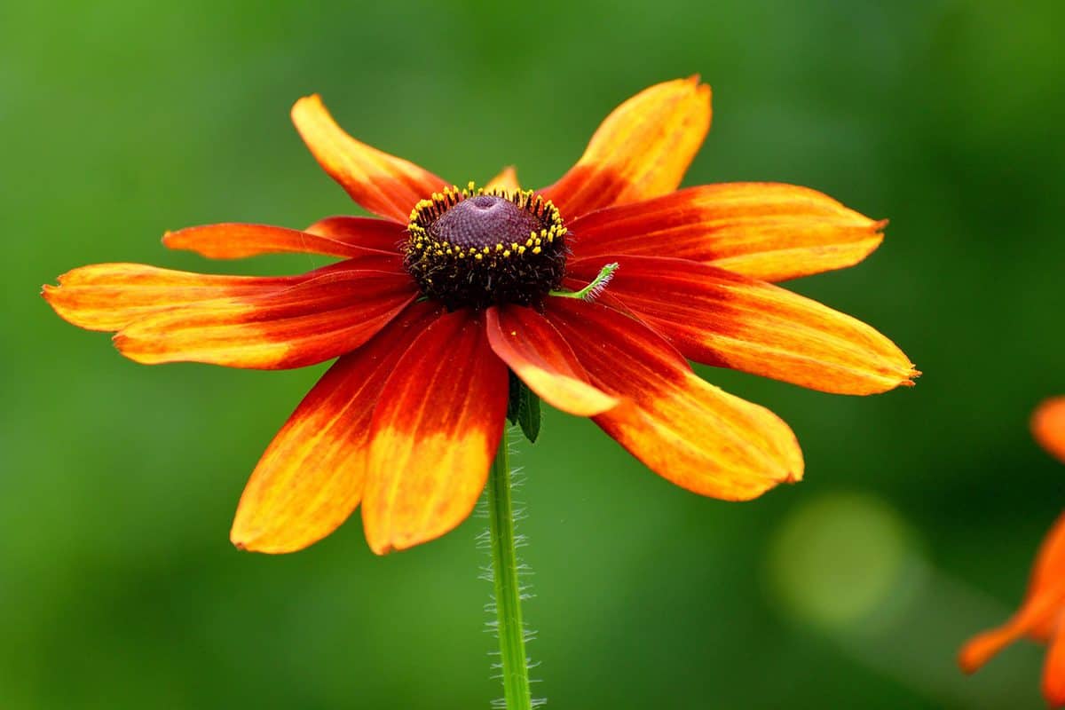 Rudbeckia, which is commonly called Black-eyed Susan