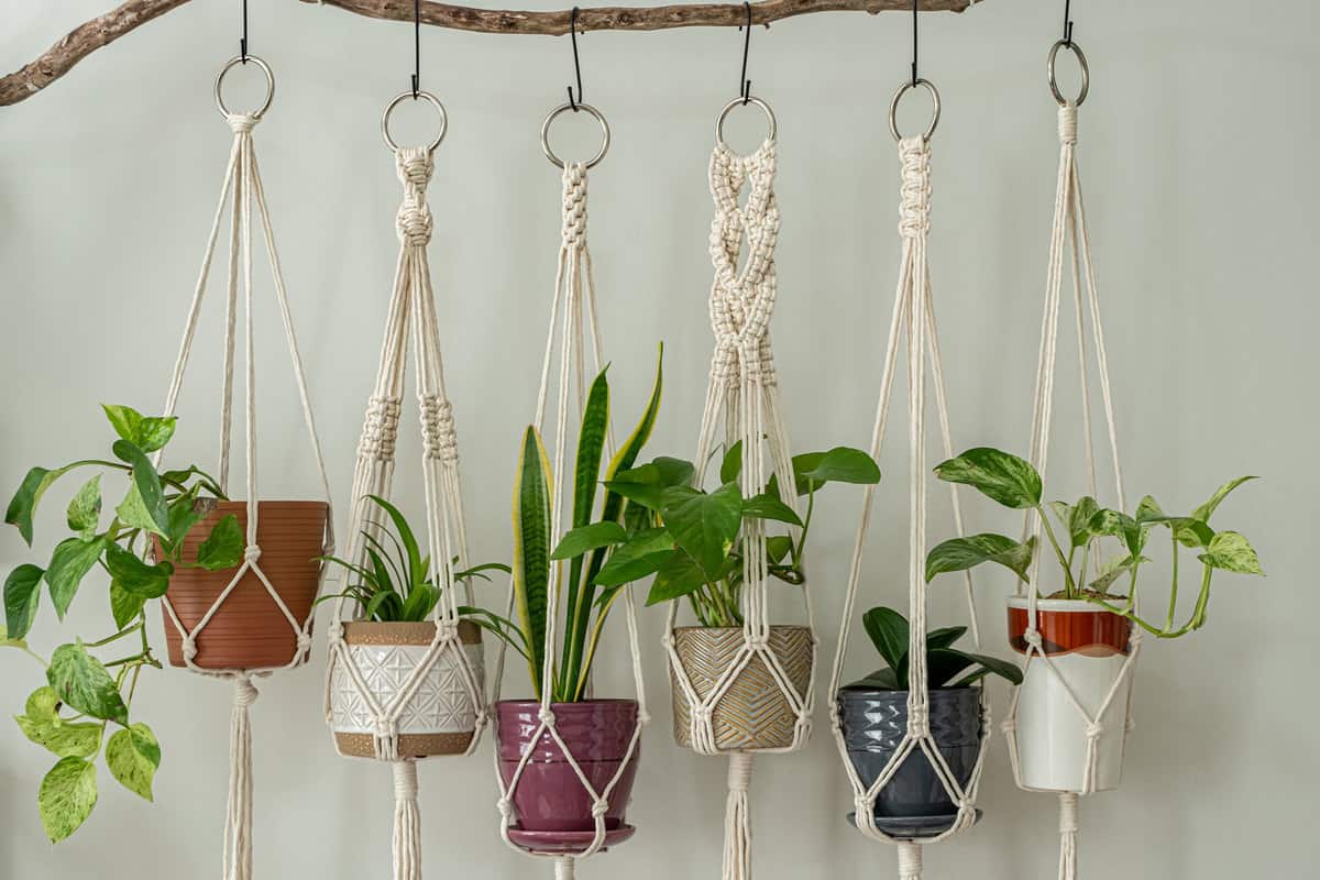 Six handmade cotton macrame plant hangers are hanging from a wood branch.