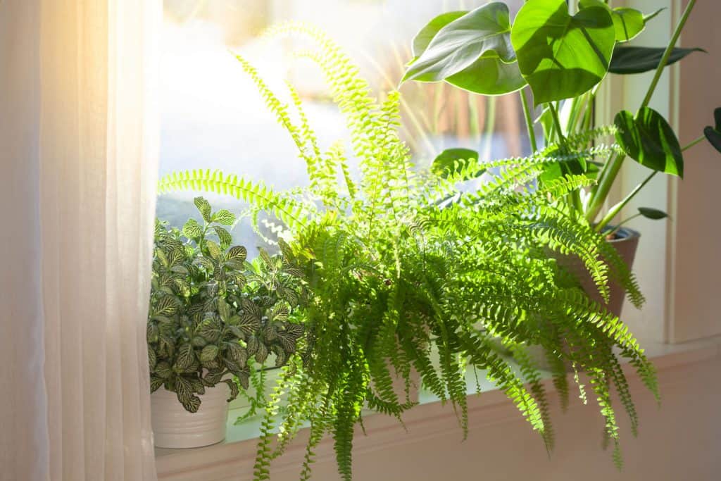 Small ferns and other plants planted in white vases decorated in the window