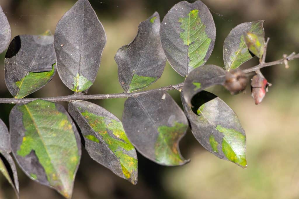 Sooty mold on the leaves