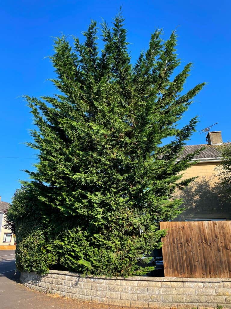 Stock photo of tall Leylandii hedging growing in front garden over pavement by road