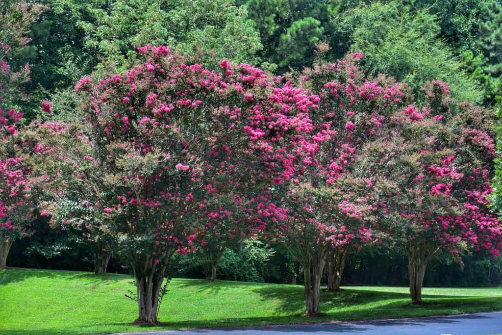 Tall Crepe Myrtle trees on a park