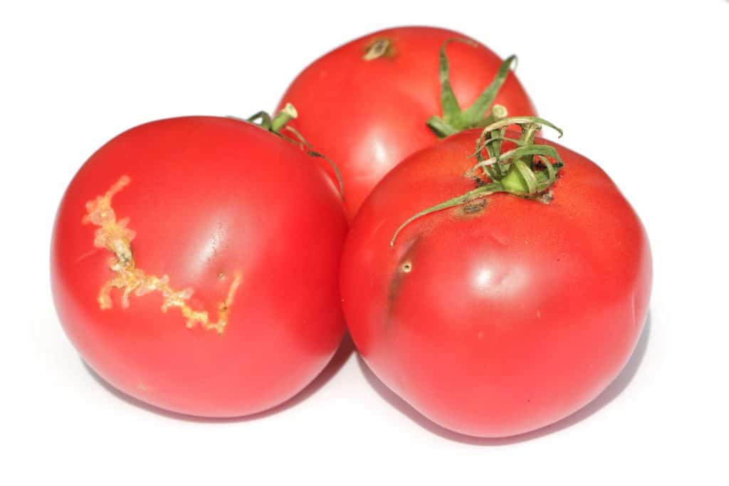 Three rotting tomatoes on a white background