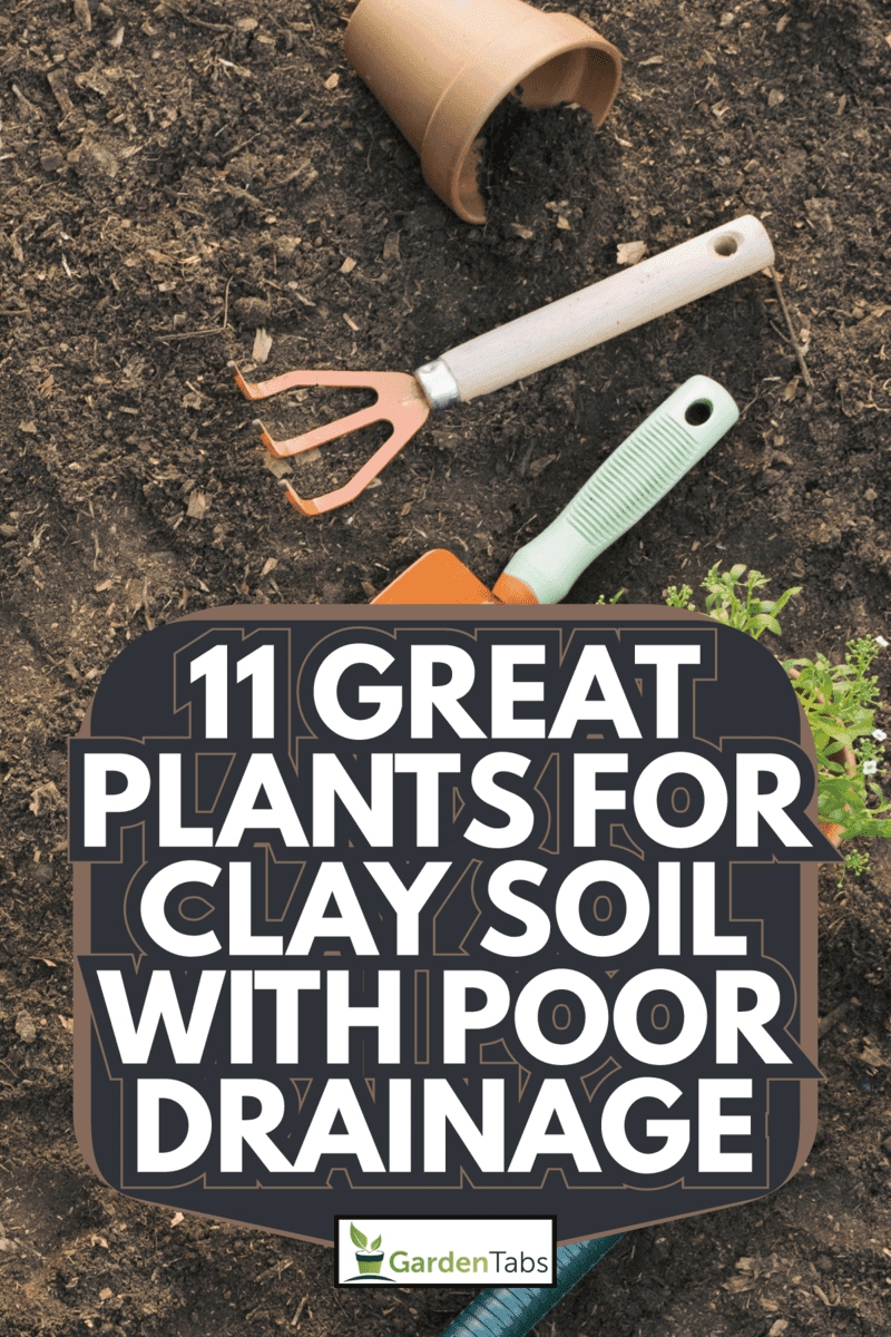 Tools pots with plants soil. 11 Great Plants For Clay Soil With Poor Drainage