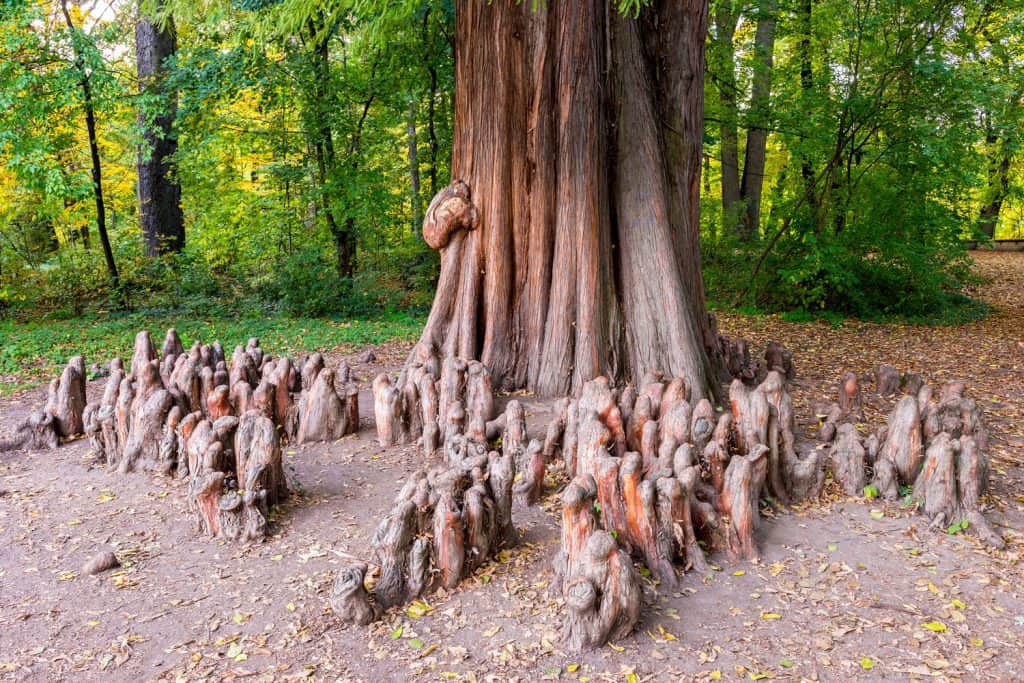 Tree roots of a bald Cypress tree in the forest