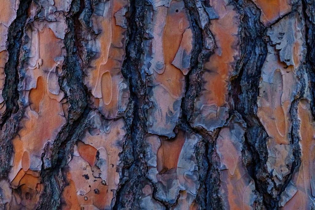 Up close photo of a tree bark