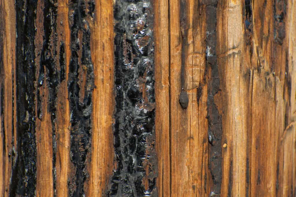 Up close photo of weathered tree bark