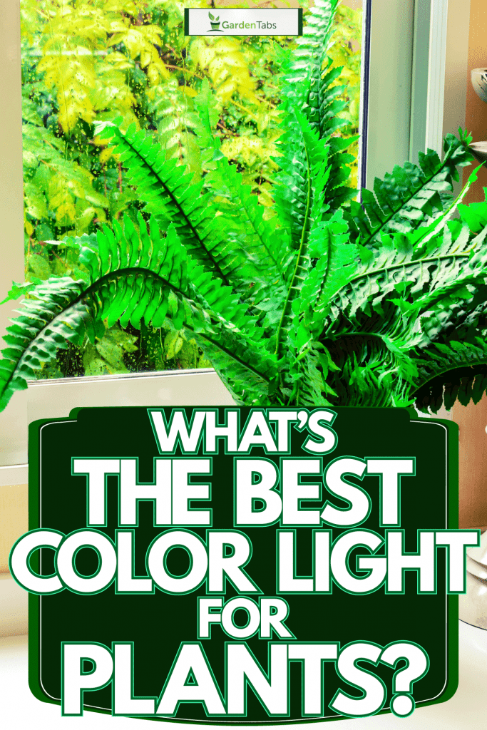 A fern planted in a white vase decorated in the window sill, What's The Best Color Light For Plants?