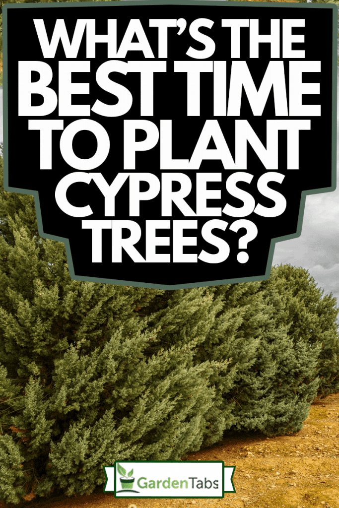Landscape with Cypresses Arizona, What's The Best Time To Plant Cypress Trees?