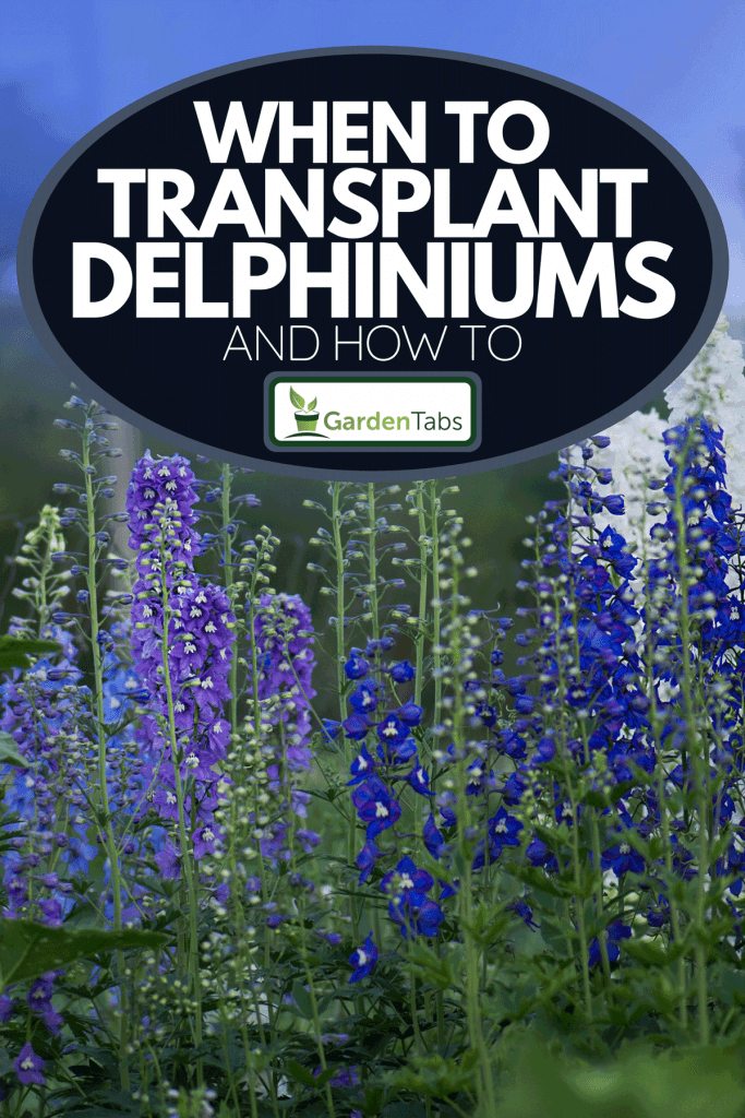 A delphinium blue grows in the garden, When To Transplant Delphiniums [And How To]