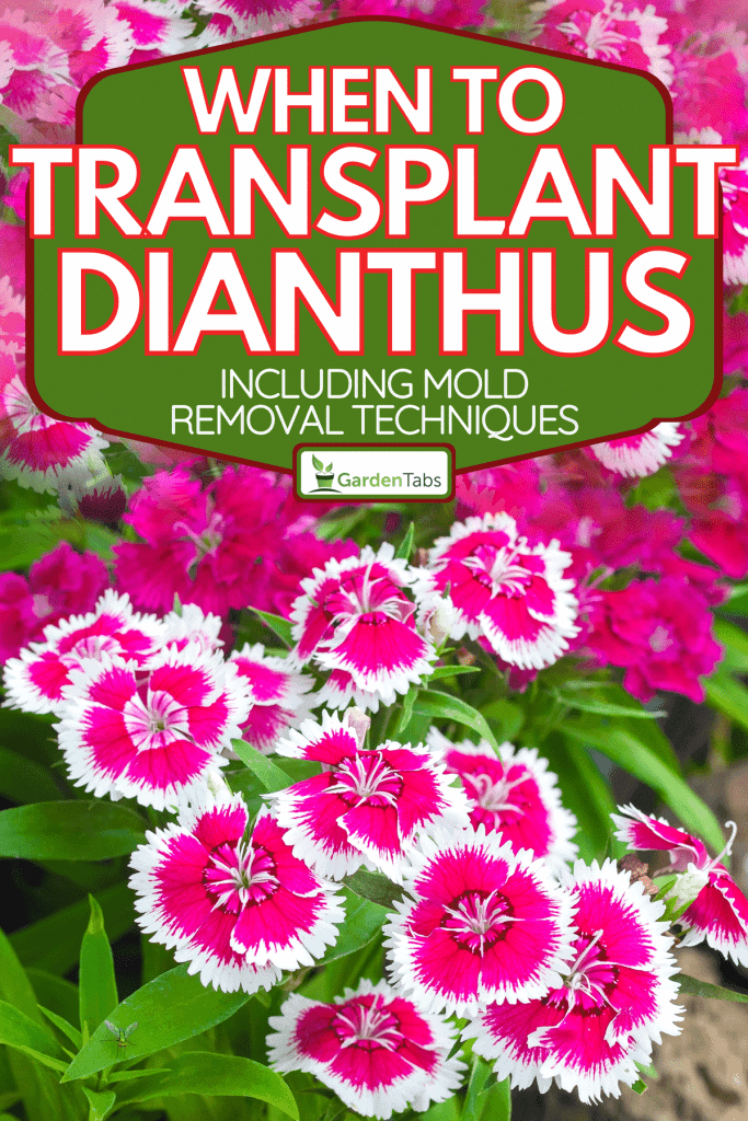 A colorful Dianthus flower blooming in garden, When To Transplant Dianthus [And How To]