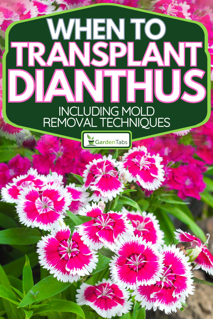 A colorful Dianthus flower blooming in garden, When To Transplant Dianthus [And How To]