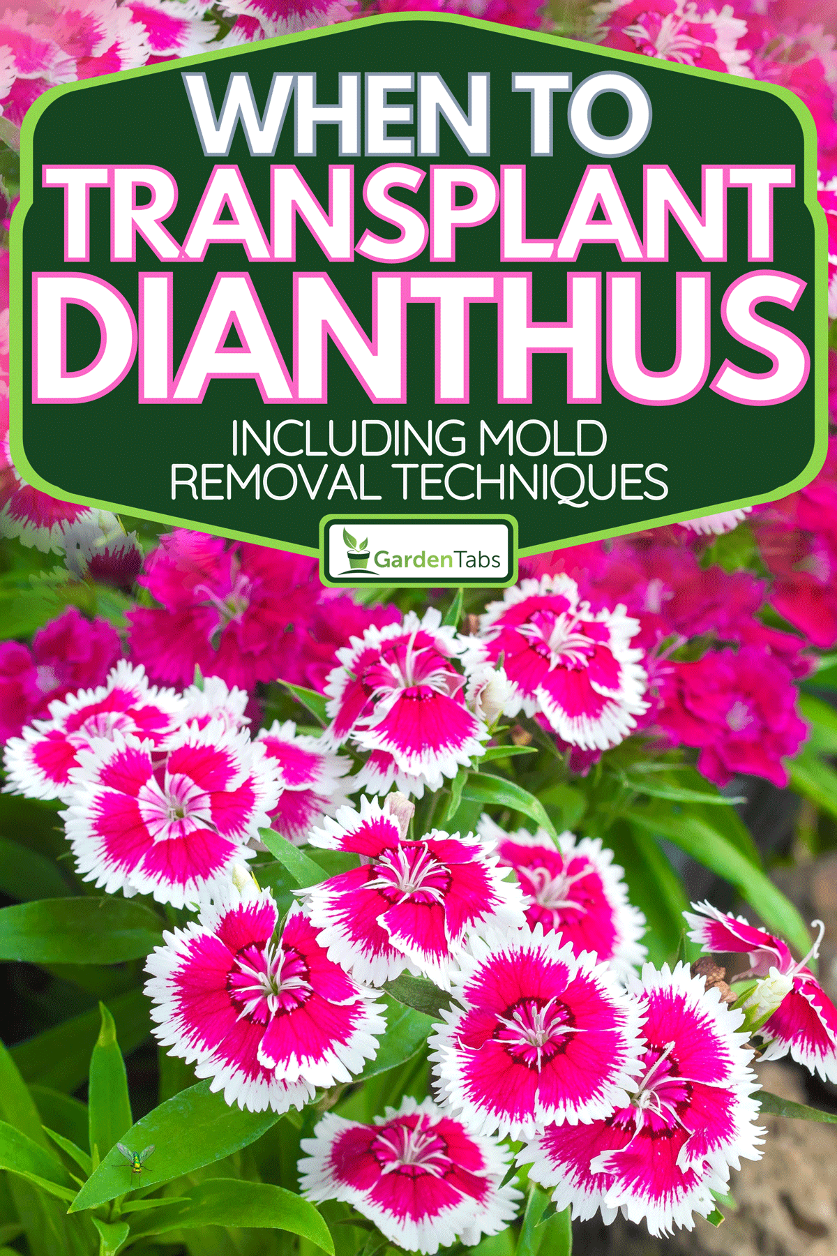 When To Transplant Dianthus [And How To]