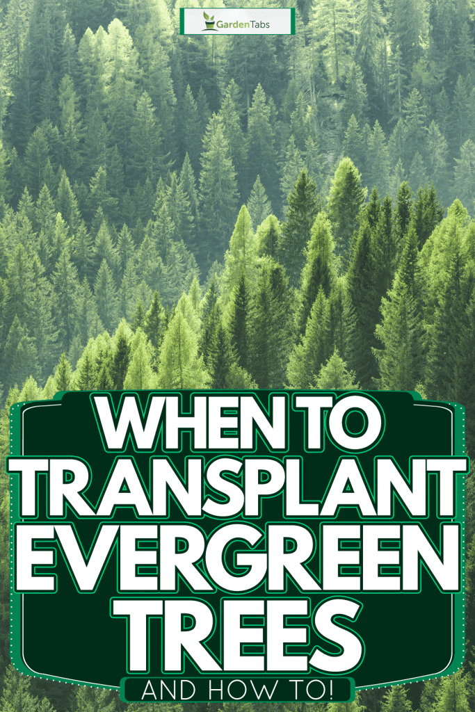 Dense evergreen tree vegetation at a mountain, When To Transplant Evergreen Trees [And How To]