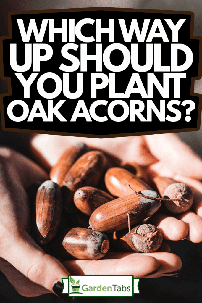 Woman with black nails holding acorns in her palms, Which Way Up Should You Plant Oak Acorns?