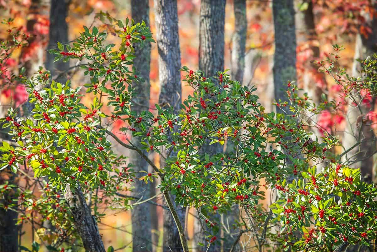 Winterberry Holly in Autumn