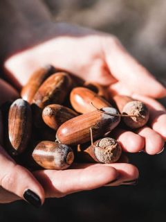 Woman with black nails holding acorns in her palms, Which Way Up Should You Plant Oak Acorns?