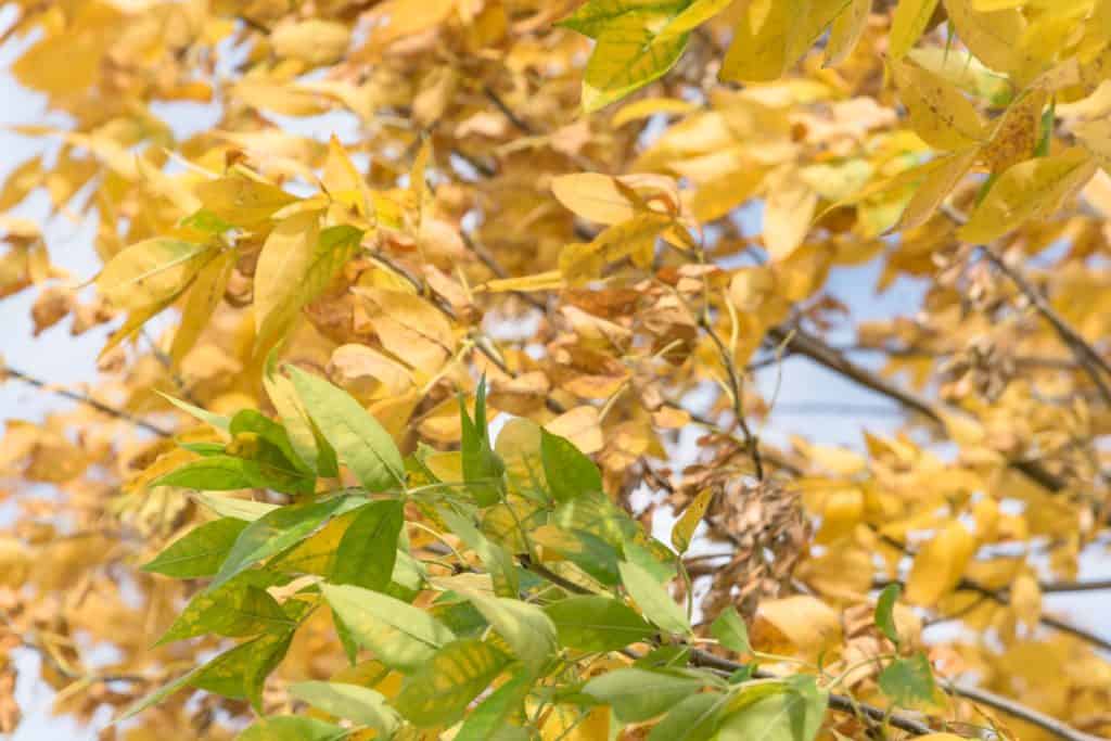 Yellow leaves of a cedar elm tree