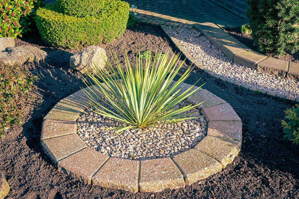 Yucca filamentosa plant in a garden