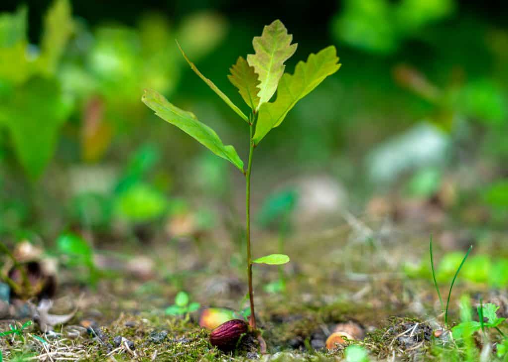 a young oak sprout sprouting from an acorn close-up on a blurred green background.