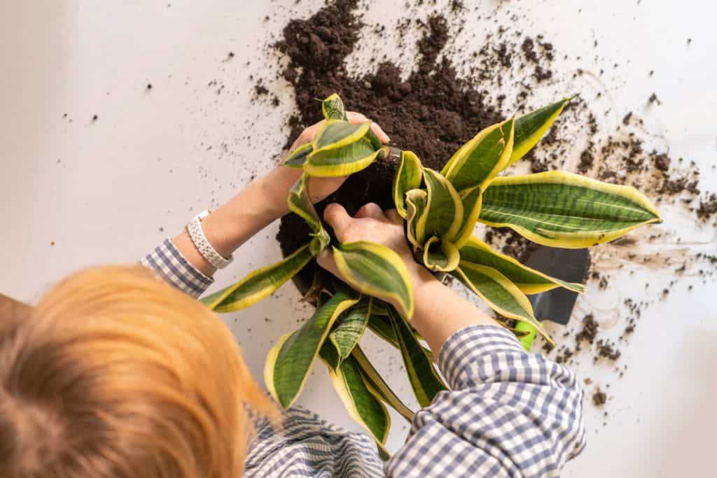 woman hands planting the snake plant in the pot at home