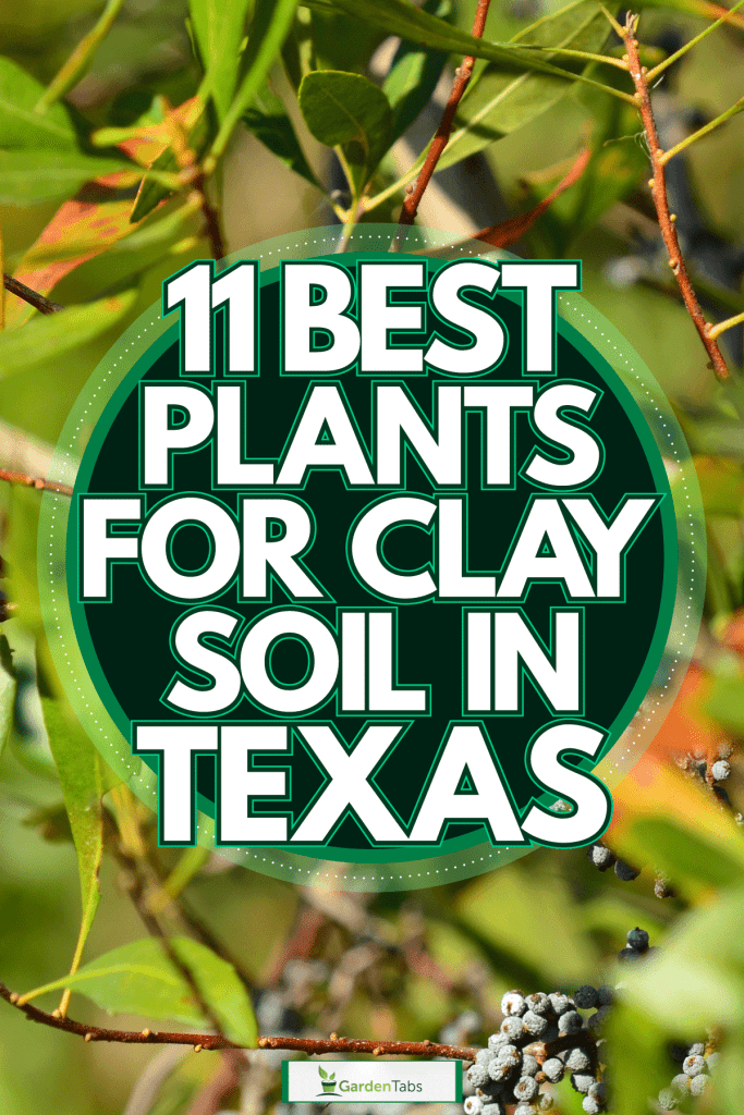 Wax Myrtles in the branches, 11 Best Plants For Clay Soil In Texas
