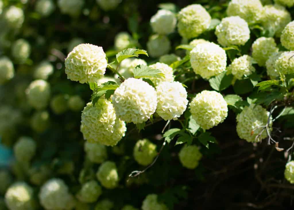 A Clustered 'Annabelle' Hydrangea Flowering Shrub.