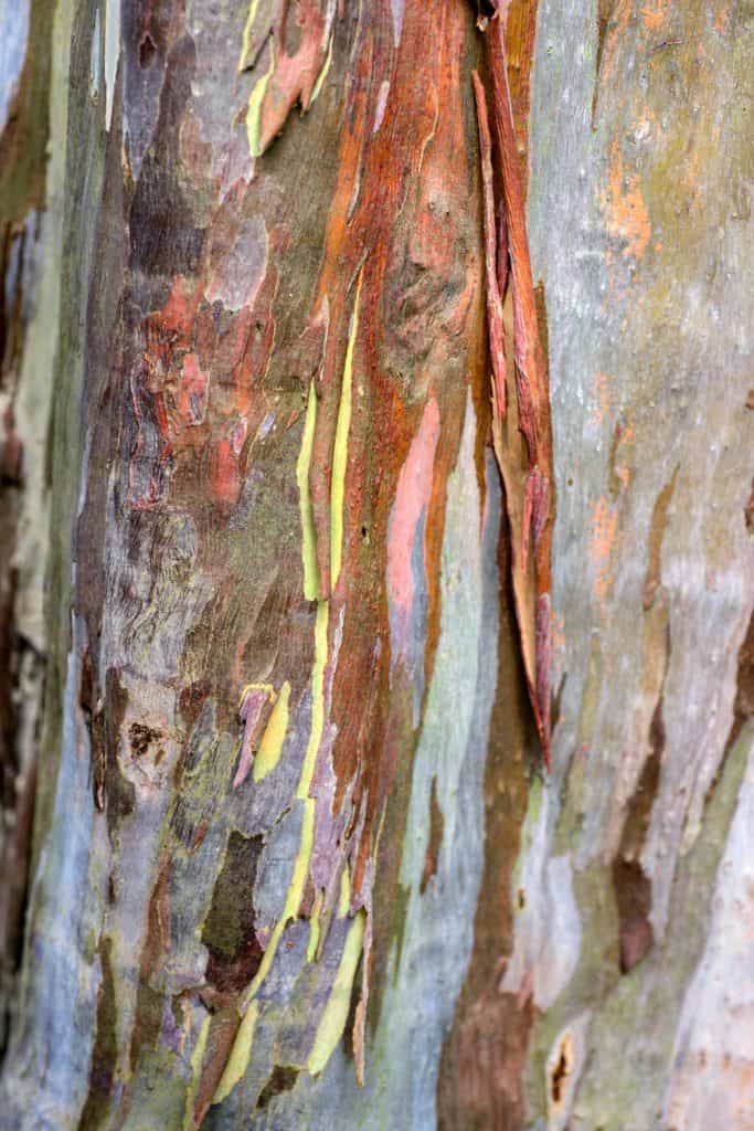 A detailed photo of a Crepe Myrtles bark